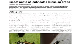 Control of flea beetles and other key insect pests of leafy salad Brassica crops